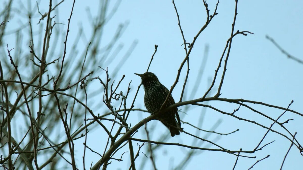    Фото: телеграм-канала «Каждой твари по паре» биолога Павла Глазкова.