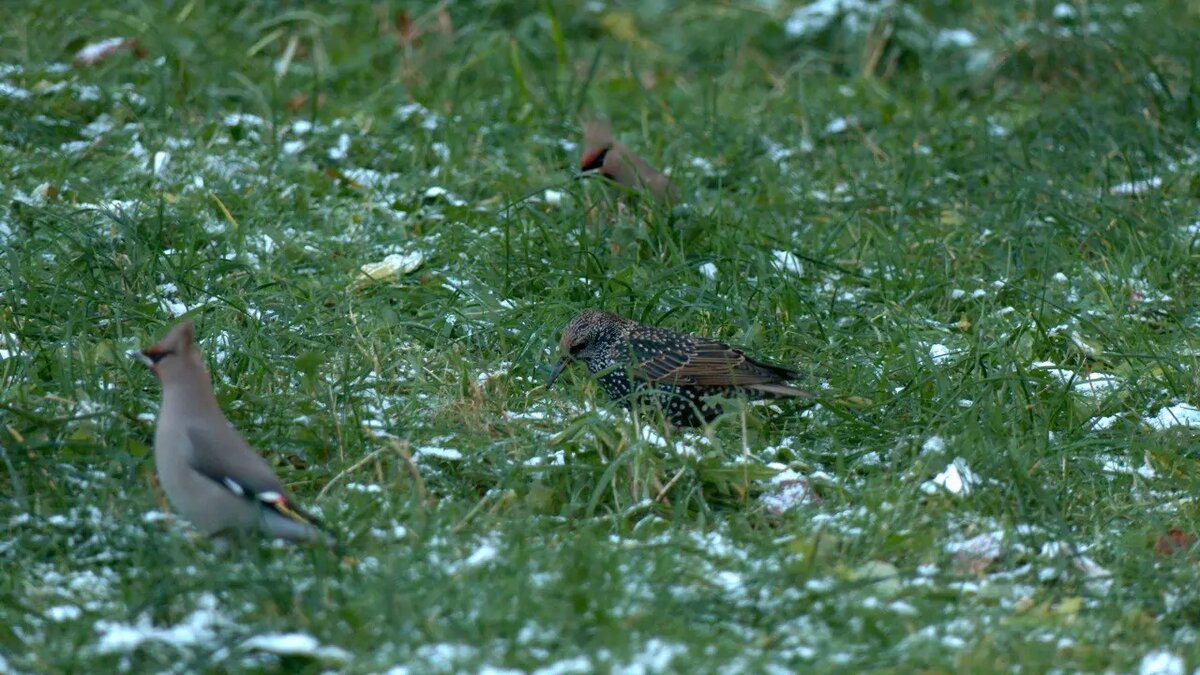    Фото: телеграм-канала «Каждой твари по паре» биолога Павла Глазкова.