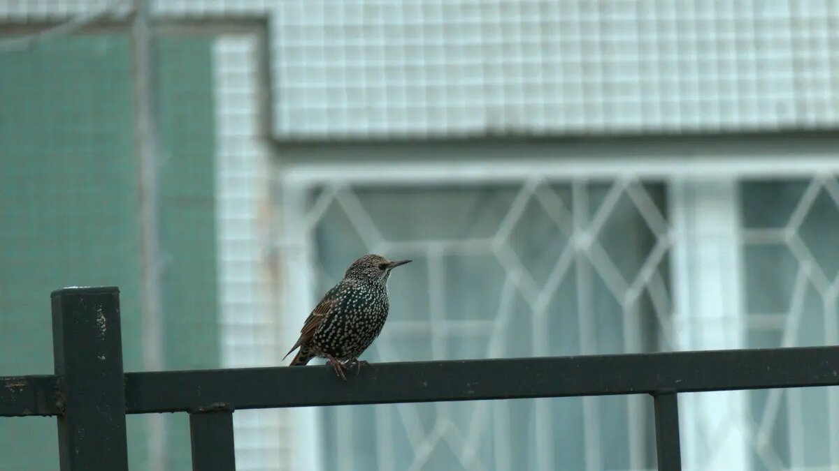    Фото: телеграм-канала «Каждой твари по паре» биолога Павла Глазкова.