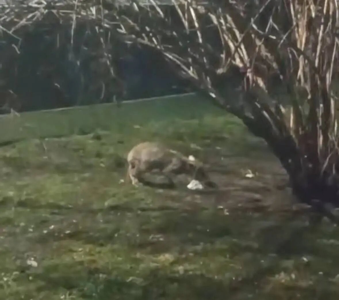    Фото: скриншот видео телеграм-канала Мегаполис | ДТП и ЧП | Санкт-Петербург | Питер