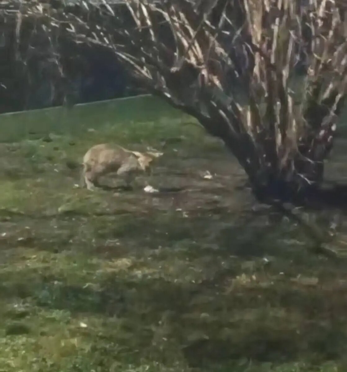    Фото: скриншот видео телеграм-канала Мегаполис | ДТП и ЧП | Санкт-Петербург | Питер