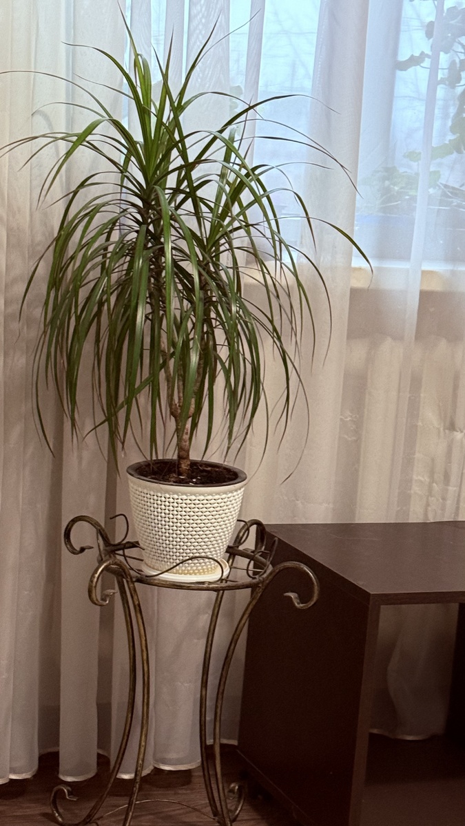 18.12. 2025 Драцена, которой 8 ле