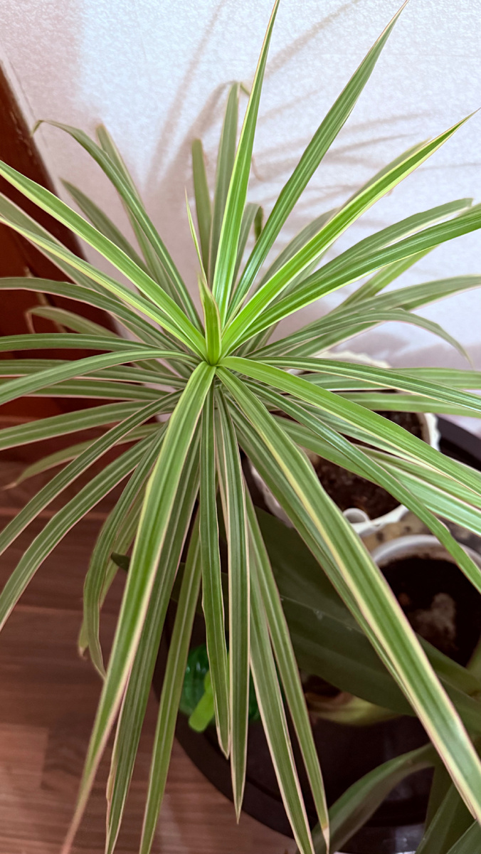 18.12.2025 Вид драцены сверху 