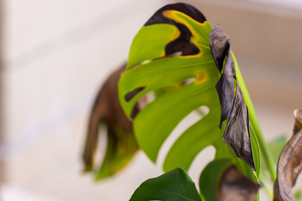 Последствия переувлажнения грунта
Источник фото shutterstock.com