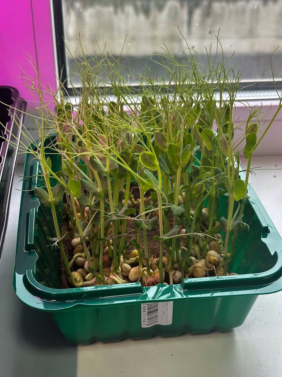 Микрозелень гороха