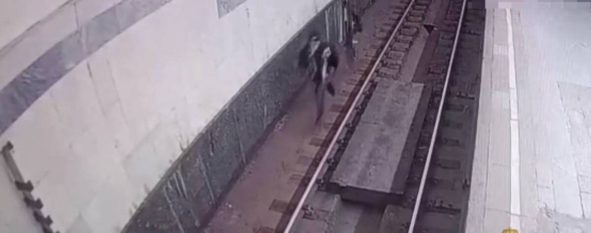    Фото: скриншот видео / пресс-служба ГУ МВД России по Москве