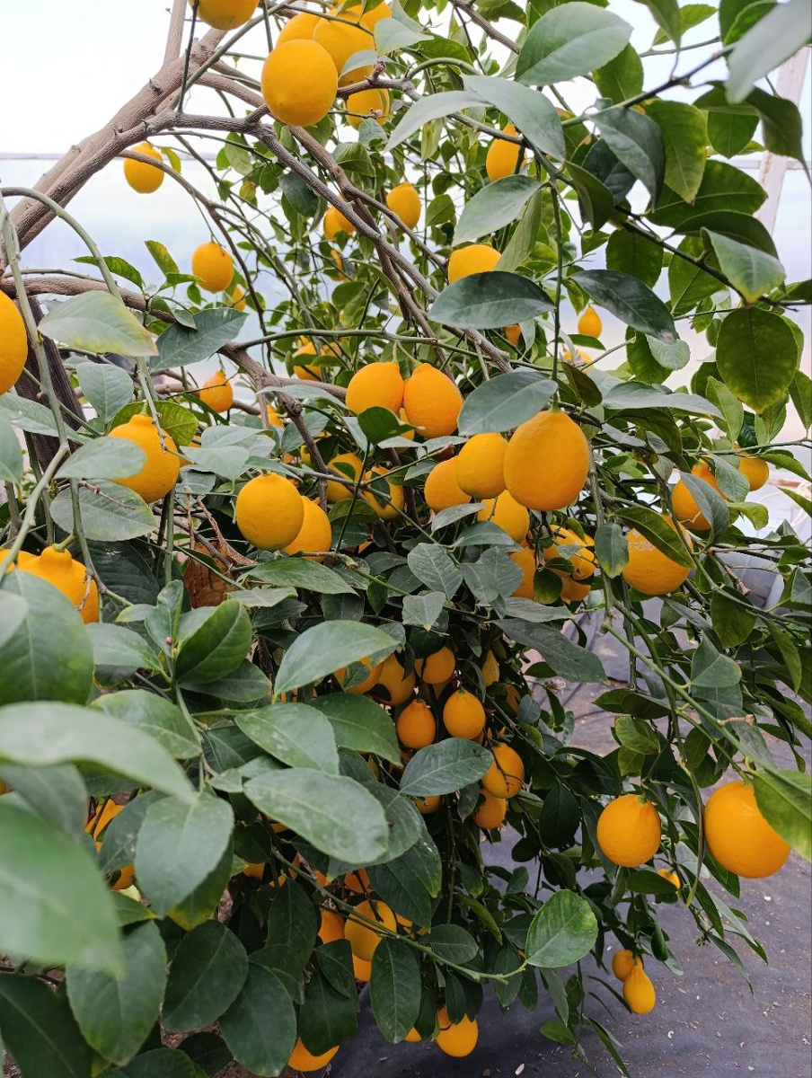 Лимон мэйер в частном лимонарии. Фото автора.