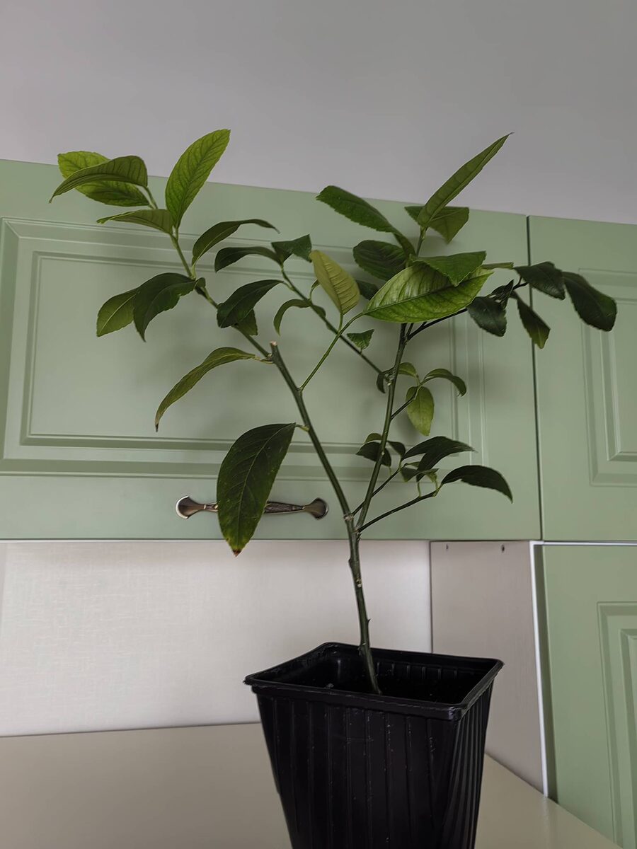 Мой новый лимончик. Фото автора.