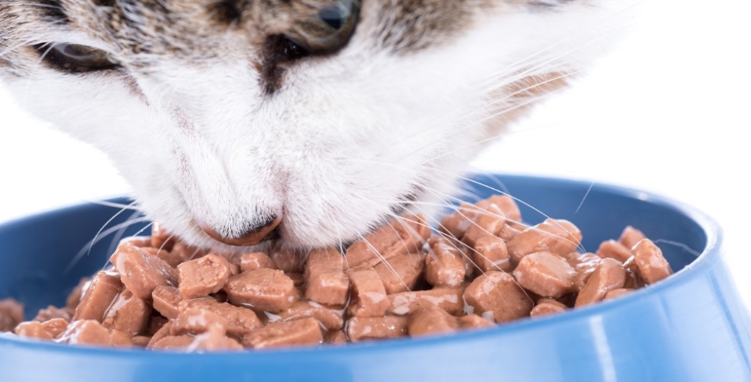 В мире кошачьих лакомств. Всё о паучах.