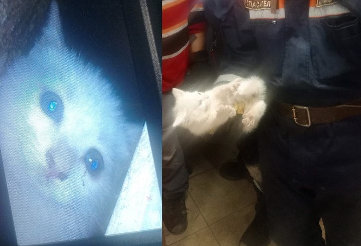 фото: vk.com/koshkispas