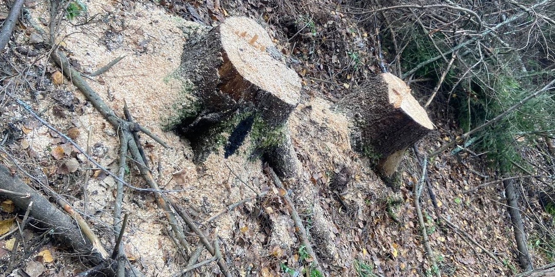 Несколько незаконно срубленных деревьев стоили жителю Прикамья 300 тысяч рублей