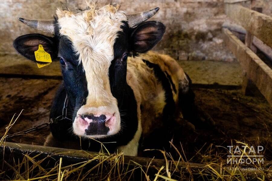 Фото: © Салават Камалетдинов / «Татар-информ»