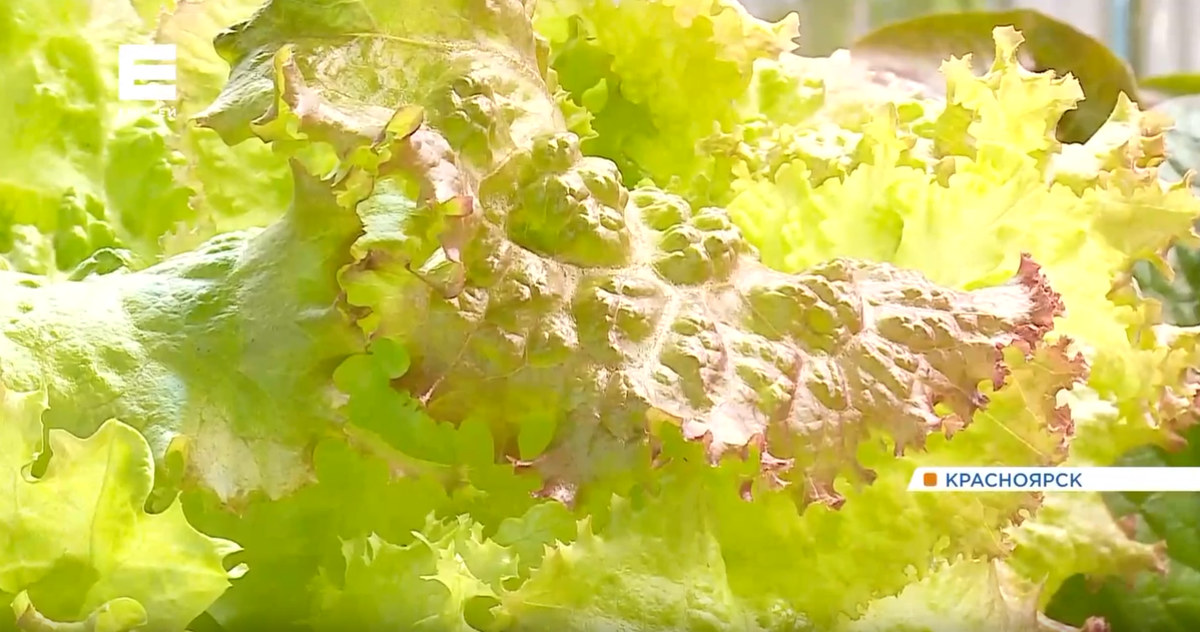     Красноярские студенты из СФУ вырастили краснолистный салат по уникальной технологии