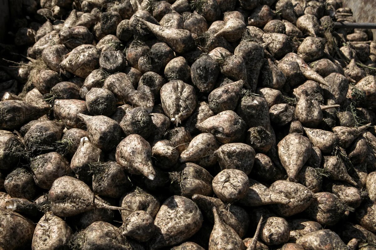     © РИА Новости. Денис Абрамов