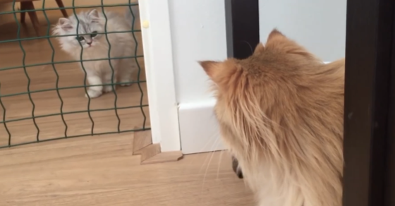 Первое знакомство домашних животных: как не испортить отношения с самого начала