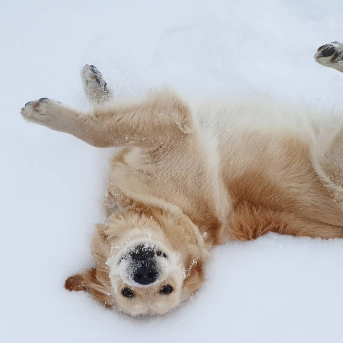 Ретриверы в 2025 году