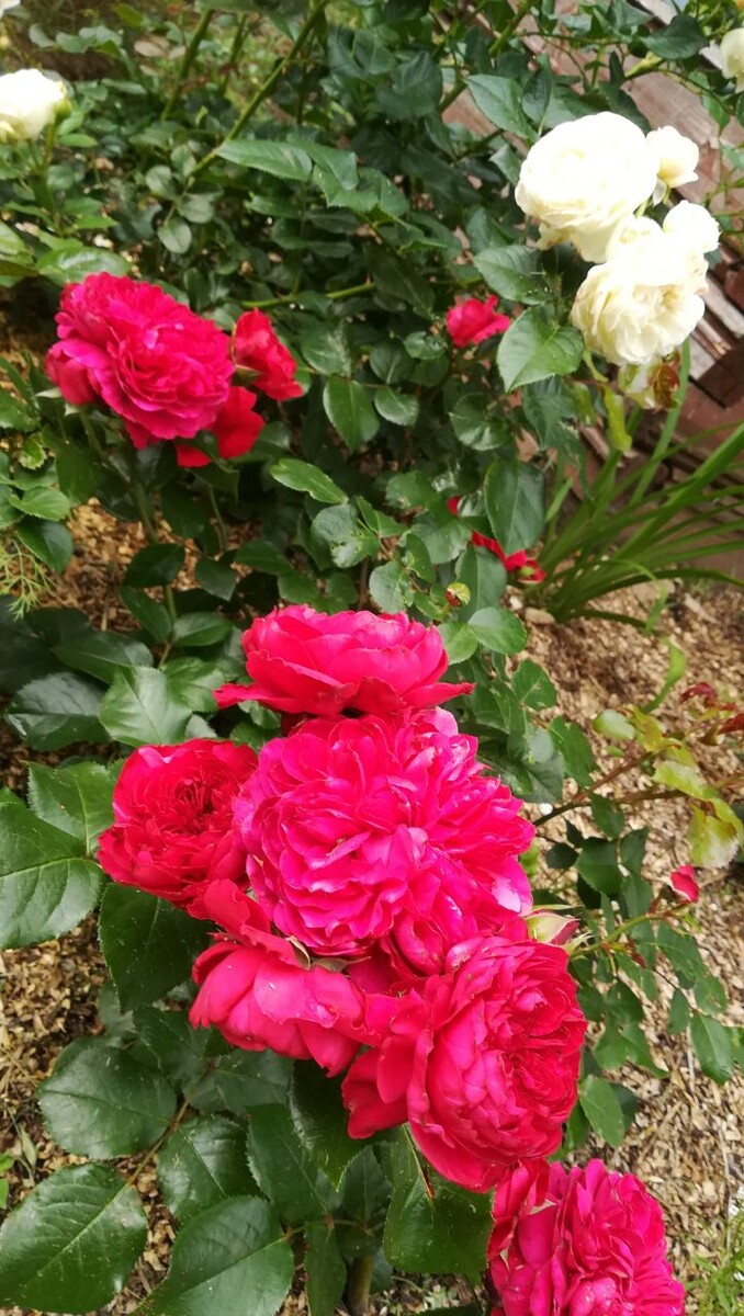 Ред Леонардно да Винчи.