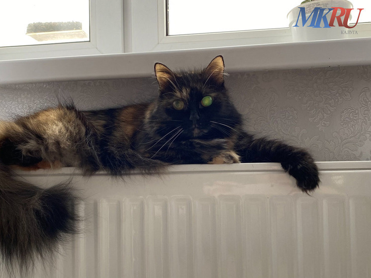     Фото: "МК в Калуге"