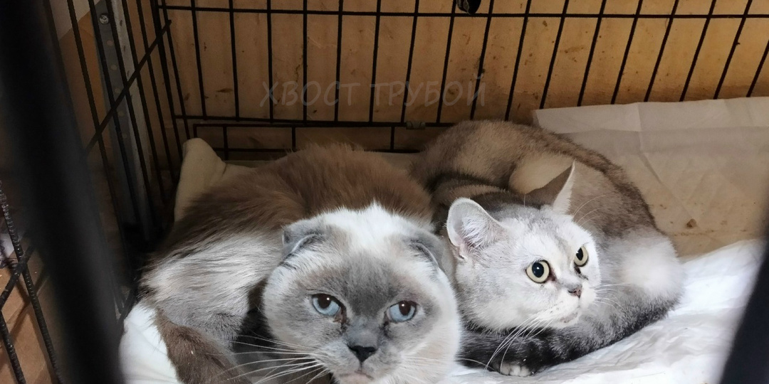 Бабушку забрали, а ее кошек выпнули в подъезд. Никому не пригодились.