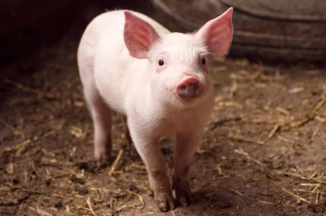    Кто такой «подсвинок»?