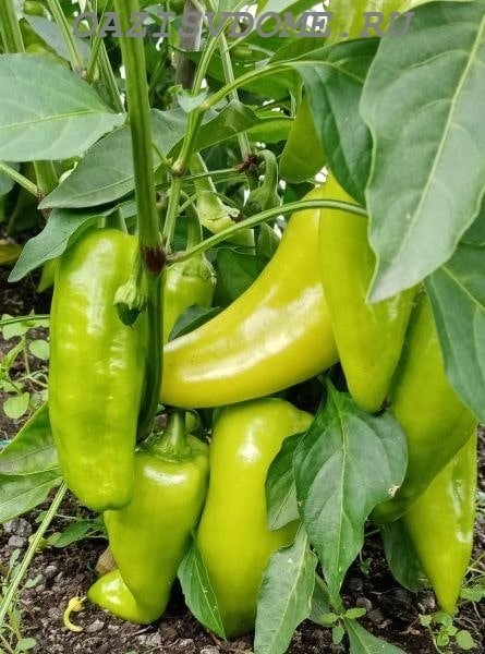 Урожай перцев Атлант, выращенный в откртыом грунте в Сибири под акрилом