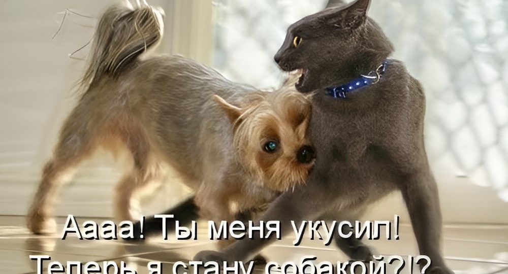 15 смешных картинок с надписями для поднятия настроения. Лайфхаки, как разобраться в чувствах и выбрать