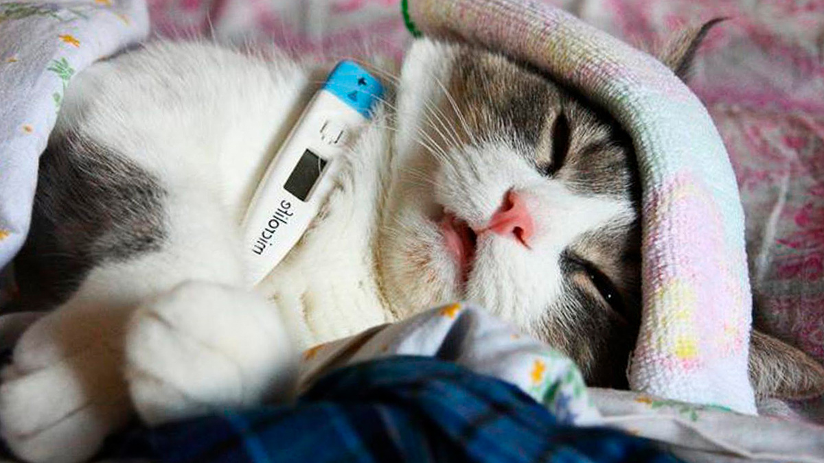 Фото с просторов интернета