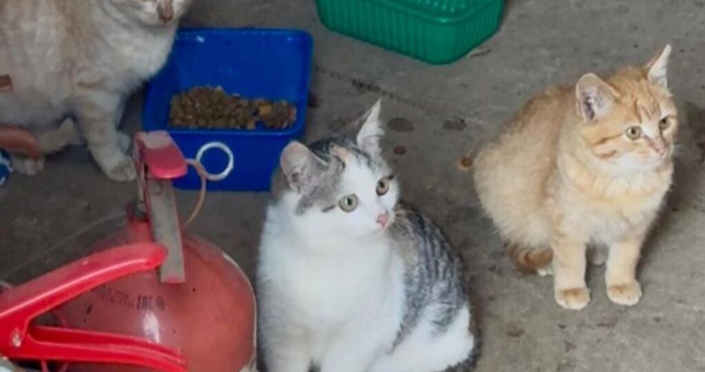 Котята погибают на улице 🆘️ Срочный поиск кураторов для котят, подростков и взрослых кошек!