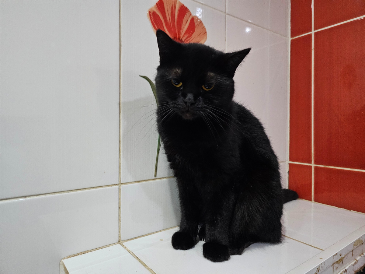 Ее нашла на обочени дороги. Была еще котёнком. Была страшно истощенная. Не могла кушать. Кто-то накормил куриными костями и они застряли во рту. Вросли. И поэтому не могла есть. Так она оказалась у меня. Сейчас проблема, стала худеть, потеряла интерес к жизни. Нужен врач.