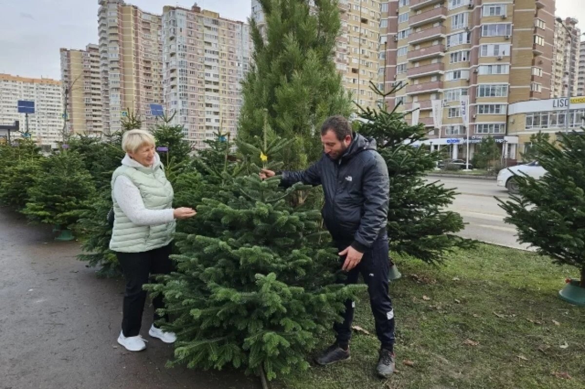    На Кубань в преддверии Нового года ввезли 37 тысяч елок и сосен