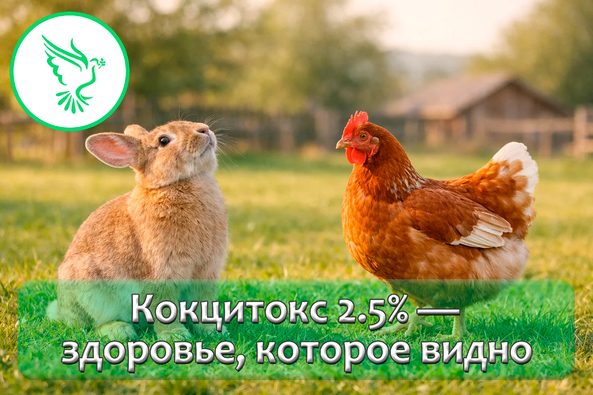 Кокцитокс — здоровье и сила