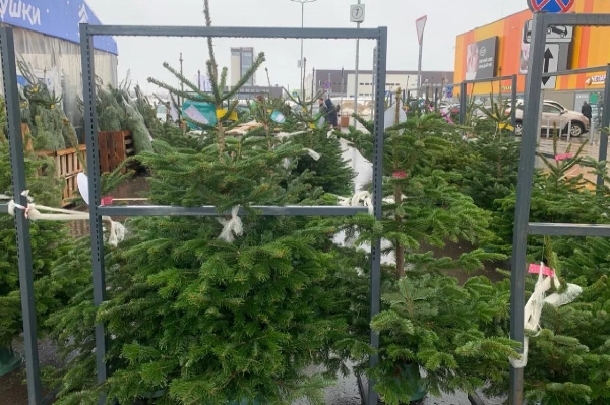    В Калужской области усилили контроль за вырубкой елей