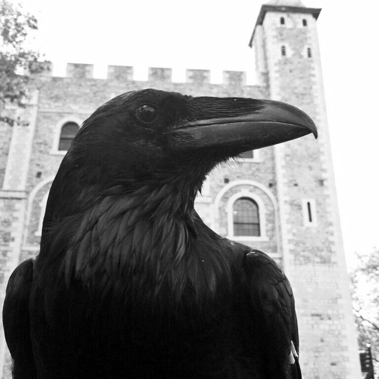 Вороны Тауэра