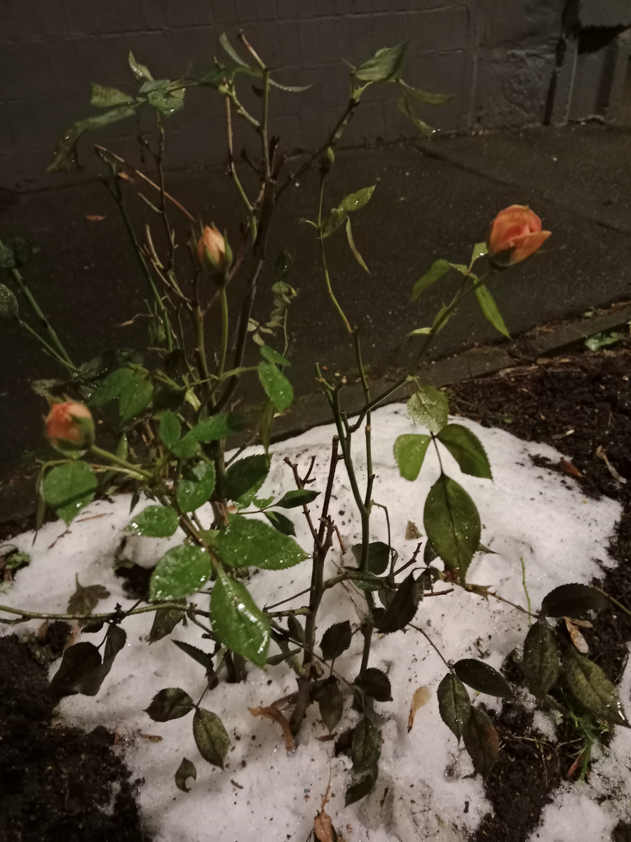 Розы на морозе