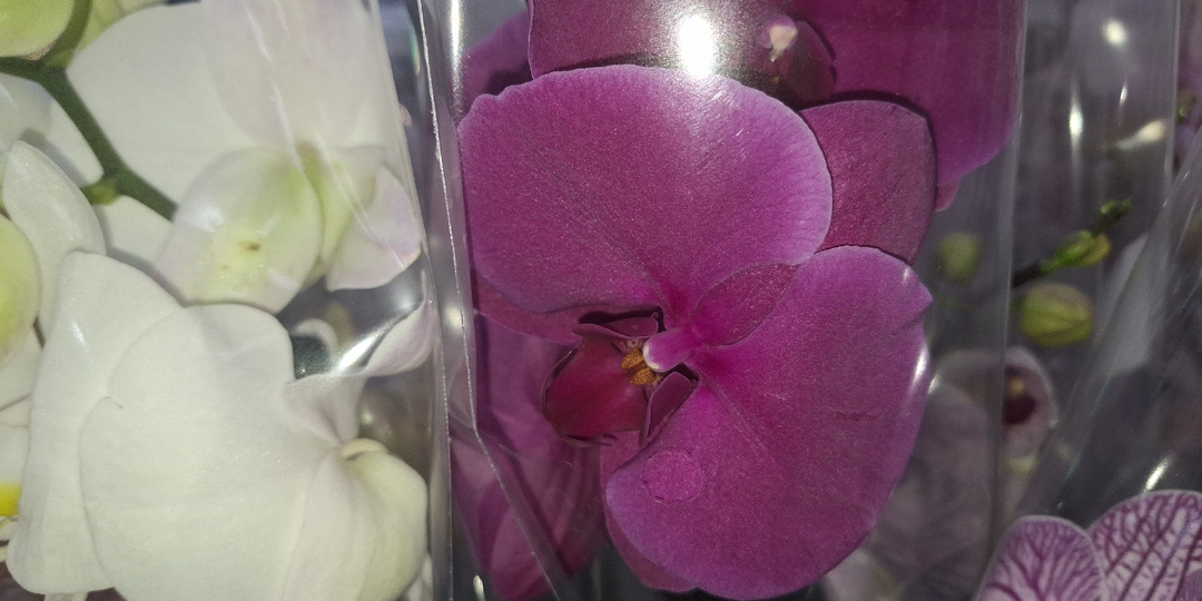 Свежие Орхидеи в Лемана ПРО😍Отличное качество за 1150 рублей.