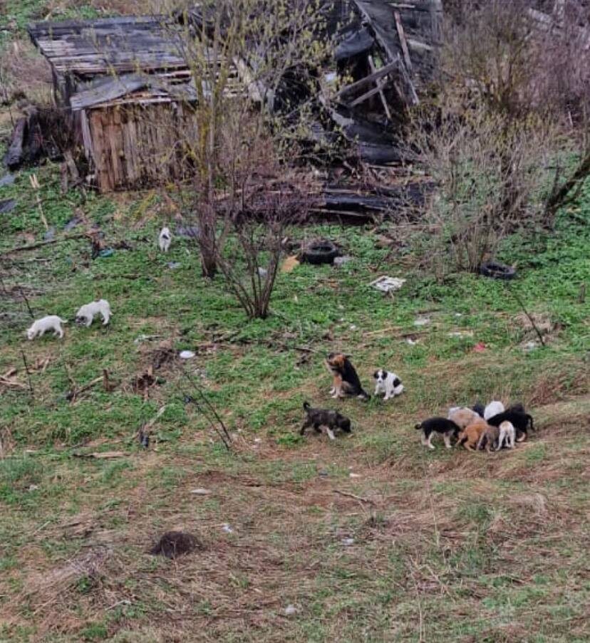 И тут - не все. Только часть из 17. Как не испугаться? Аляска тут на фото - крайняя слева.