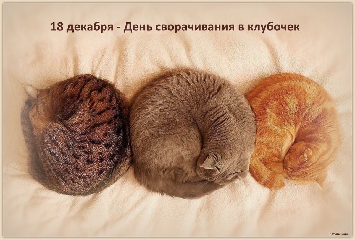 Коллаж автора. Использовано фото: https://ru.pinterest.com/pin/346777240057697816/