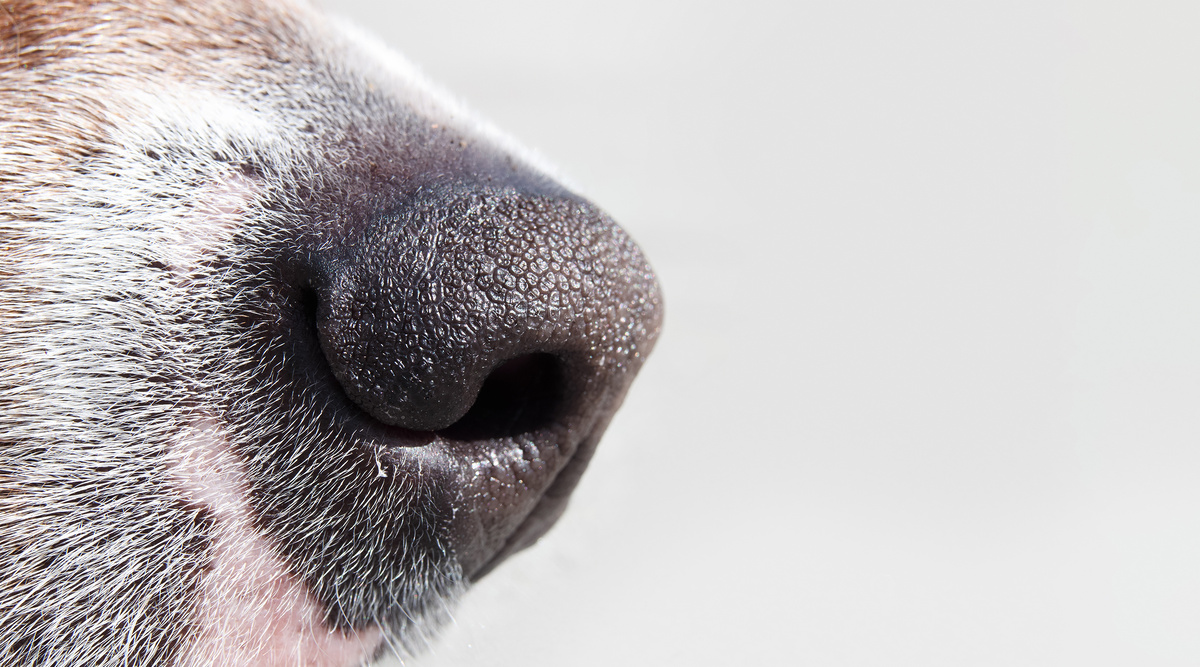     Фото: sophiecat/Shutterstock/FOTODOM Обоняние позволяет собакам не просто чувствовать запахи сильнее, но и проводить тончайший химический анализ, различать тысячи отдельных компонентов, считывать информацию, недоступную другим органам чувств