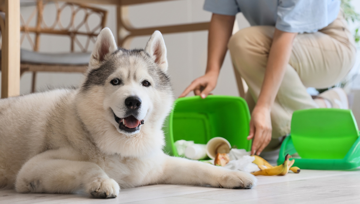     Фото: Pixel-Shot/Shutterstock/FOTODOM Мусорные баки на кухне или в ванной часто расположены на идеальной для собаки высоте — уровне ее носа. Это делает их легкой и постоянной мишенью для исследования