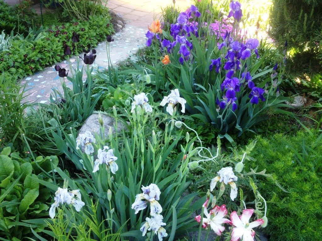 На первом плане сорт ириса Батик