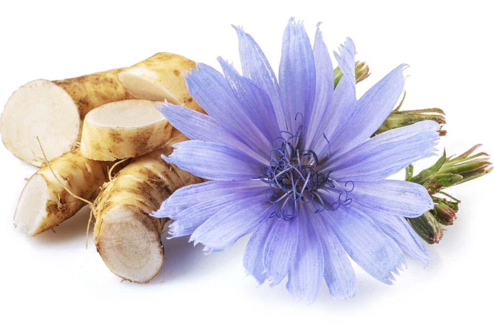    Корень и листья цикория содержат много антиоксидантов. / Фото: iStock