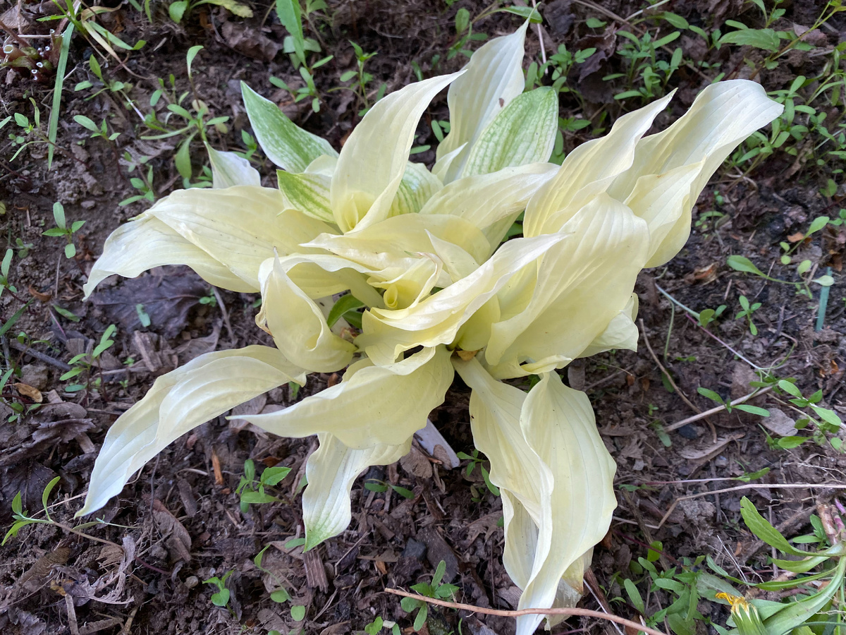 хоста White Feather, фото автора