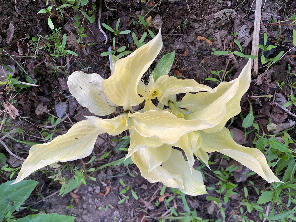 хоста White Feather в мае, фото автора