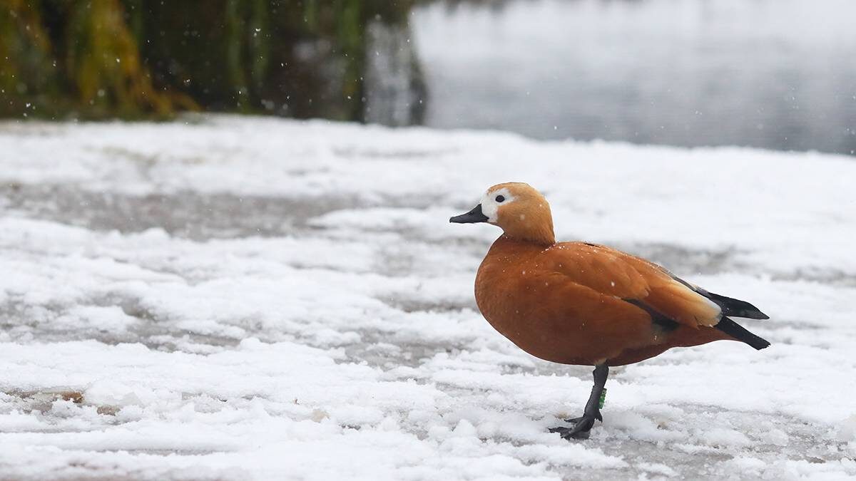    Фото: Василий Кузьмиченок / АГН Москва