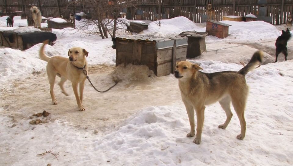    Собаки. Источник: Толк