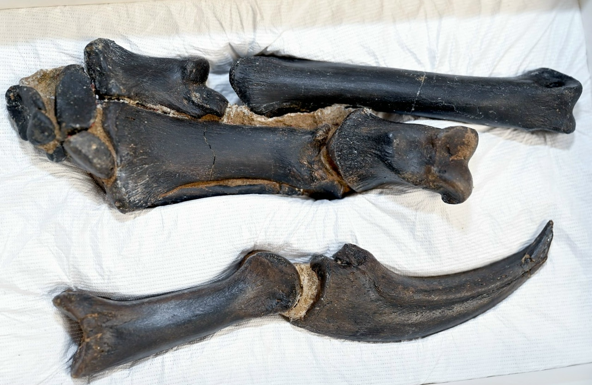 Лапы Мэри значительно больше лап тираннозавра