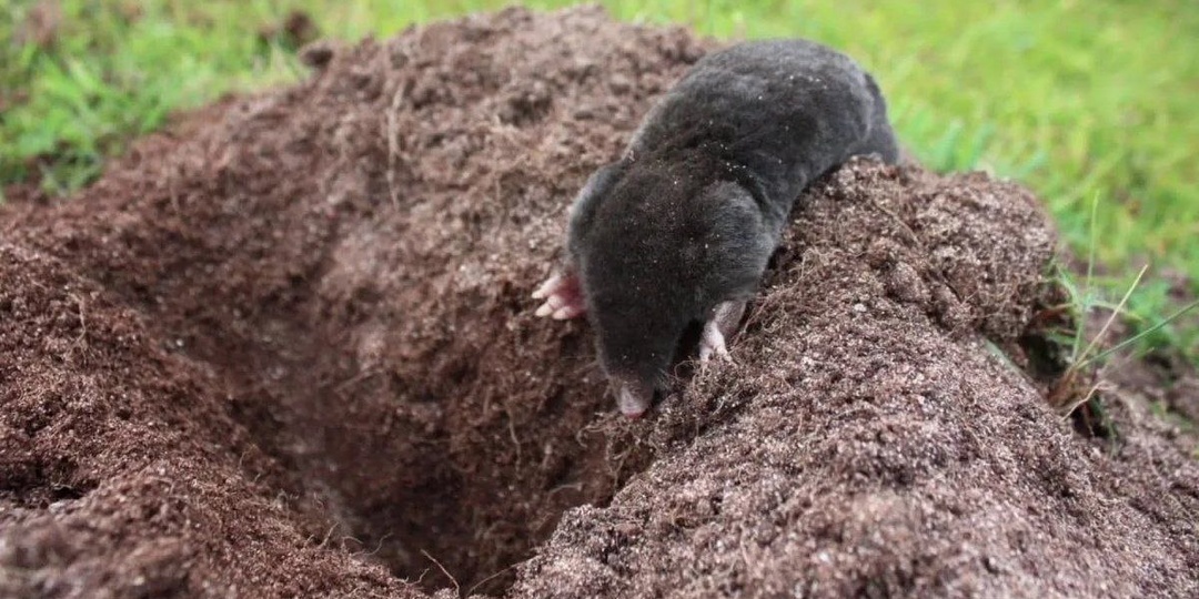 Как победить кротов, пока они не вспахали весь огород: опыт подписчиков против пустых слов