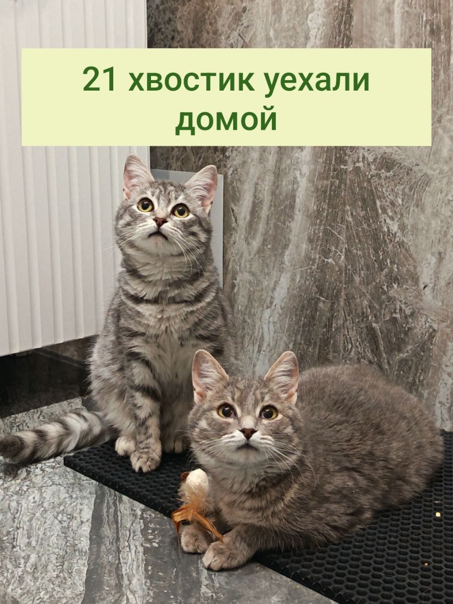 Суслик и Драник - в тепле, в любви, дома!