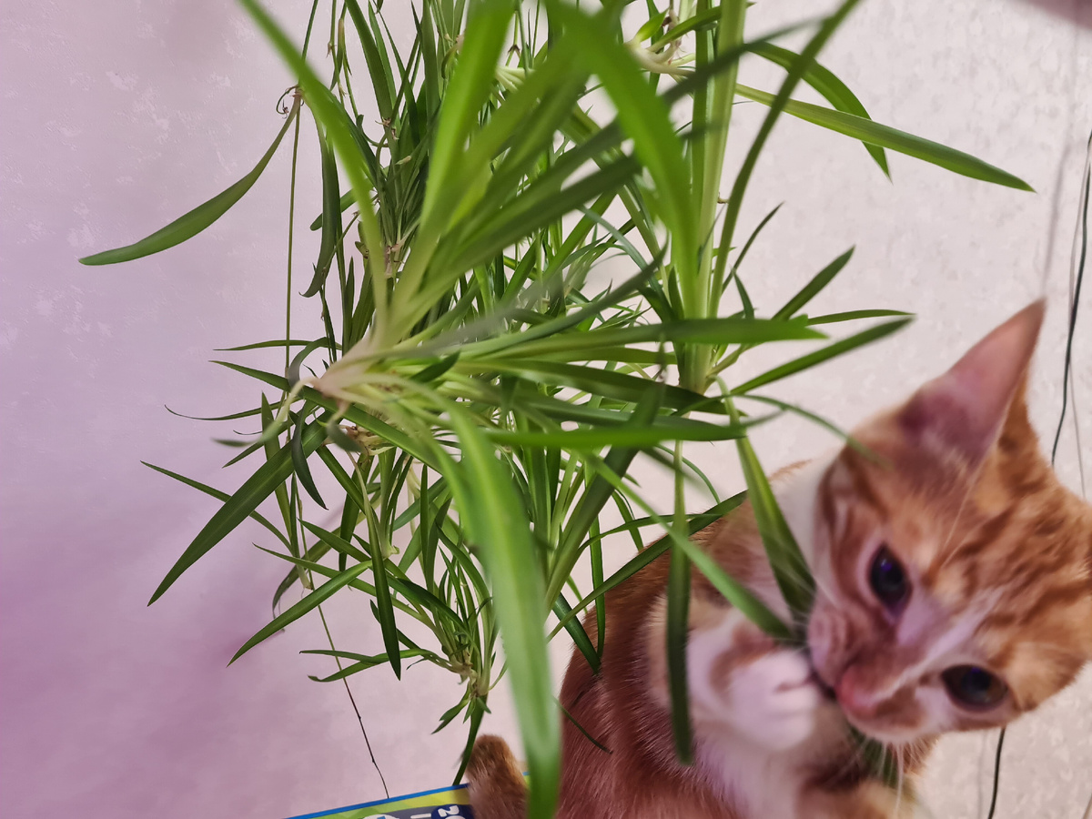 Кошка Злата поймана на месте преступления)). Фото из личного архива.