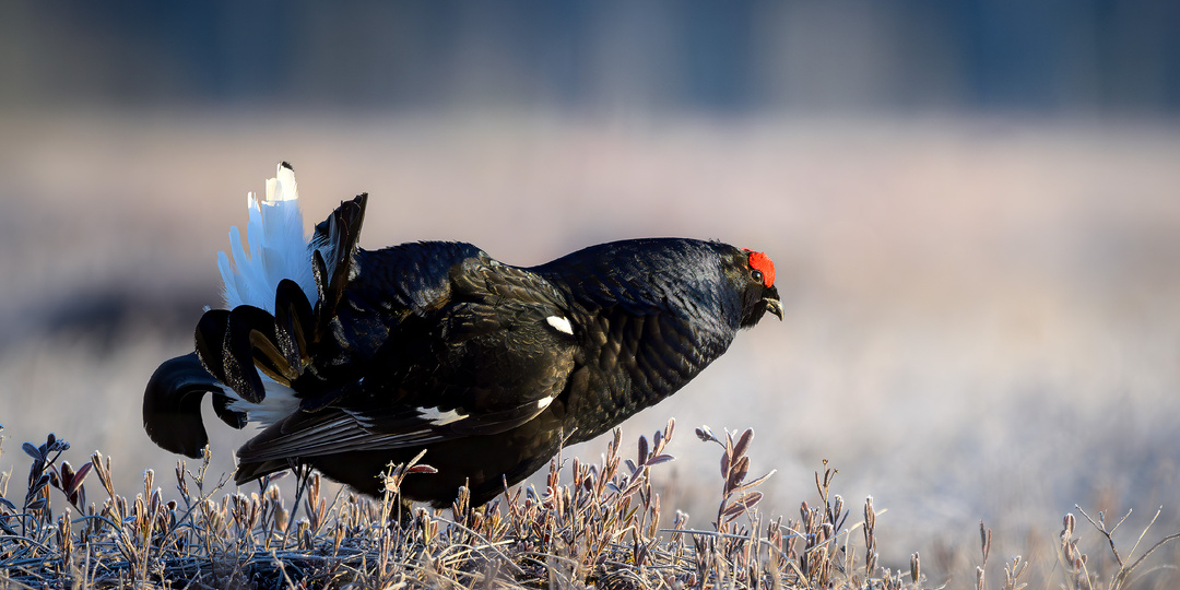 Фотография дикой природы. Подводим первые итоги 2025